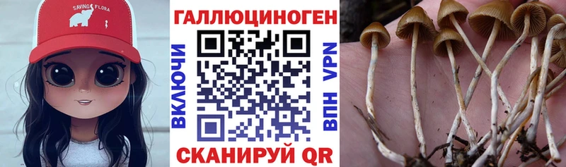 blacksprut как войти  Верхняя Пышма  Псилоцибиновые грибы GOLDEN TEACHER  купить  